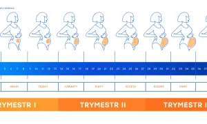 Kalkulator ciąży: oblicz, który tydzień i dzień jesteś w ciąży
